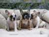 Puppies for sale Spain, Albacete French Bulldog