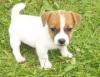 Puppies for sale Latvia, Riga Jack Russell Terrier