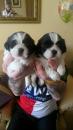 Puppies for sale Estonia, Tallinn Shih Tzu