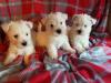Puppies for sale Bulgaria, Sliven West Highland White Terrier