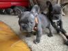 Puppies for sale Germany, Berlin French Bulldog