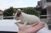 Puppies for sale Luxembourg, Luxembourg Chihuahua