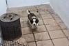 Puppies for sale Netherlands, Amsterdam Other breed