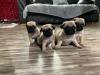 Puppies for sale Bulgaria, Rousse Pug