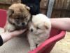 Puppies for sale Hungary, Pech Chow Chow