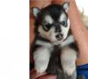 Puppies for sale Spain, Madrid , Pomsky