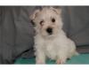 Puppies for sale Spain, Barcelona West Highland White Terrier
