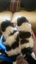 Puppies for sale Estonia, Tallinn Shih Tzu