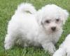 Puppies for sale Cyprus, Larnaca Bichon