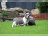 Puppies for sale Spain, Oviedo French Bulldog