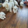 Puppies for sale Spain, Madrid Maltese