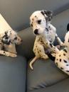 Puppies for sale Germany, Berlin Dalmatian