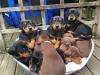 Puppies for sale Spain, Badajoz Doberman