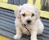 Puppies for sale Spain, Seville , Cockapoo