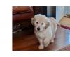 Puppies for sale Canada, Quebec Golden Retriever