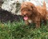 Puppies for sale Germany, Braunschweig Miniature Poodle