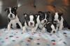 Puppies for sale Luxembourg, Luxembourg Boston Terrier