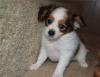 Puppies for sale Spain, Valencia Papillon and Phalene