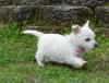 Puppies for sale France, Grenoble West Highland White Terrier