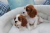 Puppies for sale Spain, Seville King Charles Spaniel