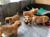 Puppies for sale Cyprus, Protaras English Bulldog
