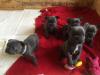 Puppies for sale Cyprus, Nicosia French Bulldog