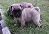 Puppies for sale Spain, Madrid Pug