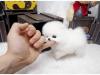 Puppies for sale Cyprus, Limassol , Teacup Pomeranian