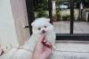 Puppies for sale Germany, Dortmund Pomeranian Spitz