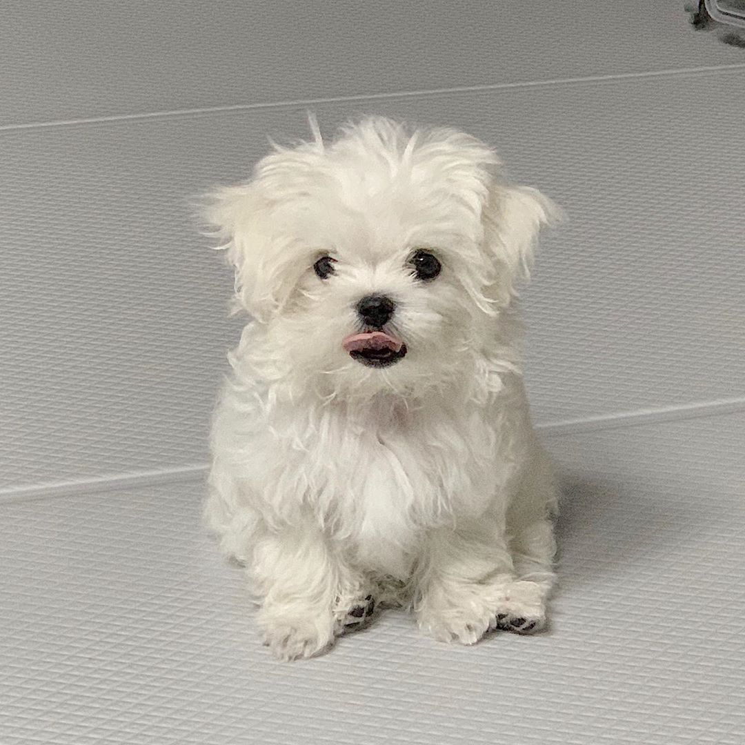 Puppies for sale United Kingdom, Southport Maltese