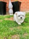 Puppies for sale Spain, Valencia Maltese