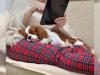 Puppies for sale Germany, Freiburg King Charles Spaniel