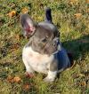 Puppies for sale Lithuania, Vilnius French Bulldog