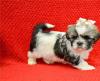 Puppies for sale Spain, Barcelona Lhasa Apso