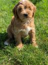Puppies for sale Spain, Cordoba , Cockapoo