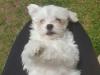 Puppies for sale Denmark, Aalborg Maltese