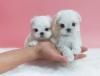 Puppies for sale Spain, Madrid Maltese