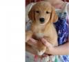 Puppies for sale Spain, Barcelona Golden Retriever