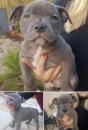 Puppies for sale Sweden, Esbjerg Staffordshire Bull Terrier