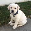 Puppies for sale Spain, Barcelona Labrador Retriever