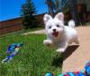Puppies for sale Sweden, Vesteros Maltese