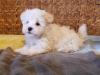 Puppies for sale Spain, Barcelona Maltese