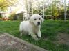 Puppies for sale Ireland, Dublin Golden Retriever