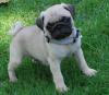 Puppies for sale Germany, Augsburg Pug