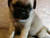 Puppies for sale Germany, Duisburg Pug