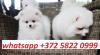 Puppies for sale Estonia, Tartu Pomeranian Spitz