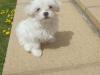 Puppies for sale Greece, Thessaloniki Maltese
