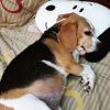 Puppies for sale Germany, Berlin Beagle