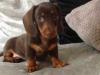 Puppies for sale Netherlands, Maastricht Dachshund