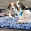 Puppies for sale Spain, Seville Beagle
